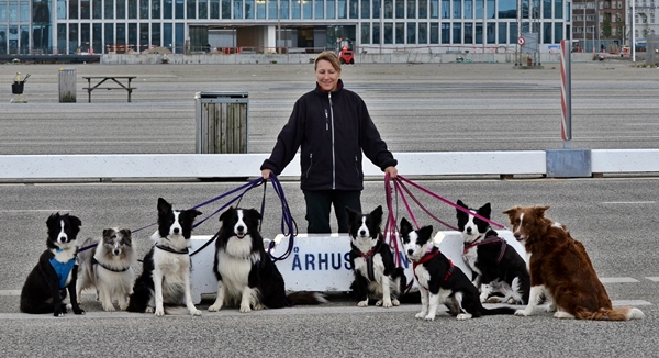 8 hunde på havnen